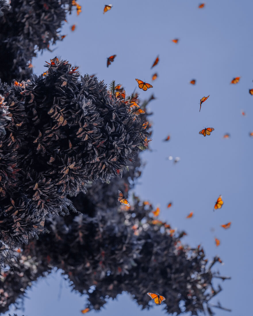 I Spent Several Days Among Hundreds Of Thousands Of Butterflies In Mexico
