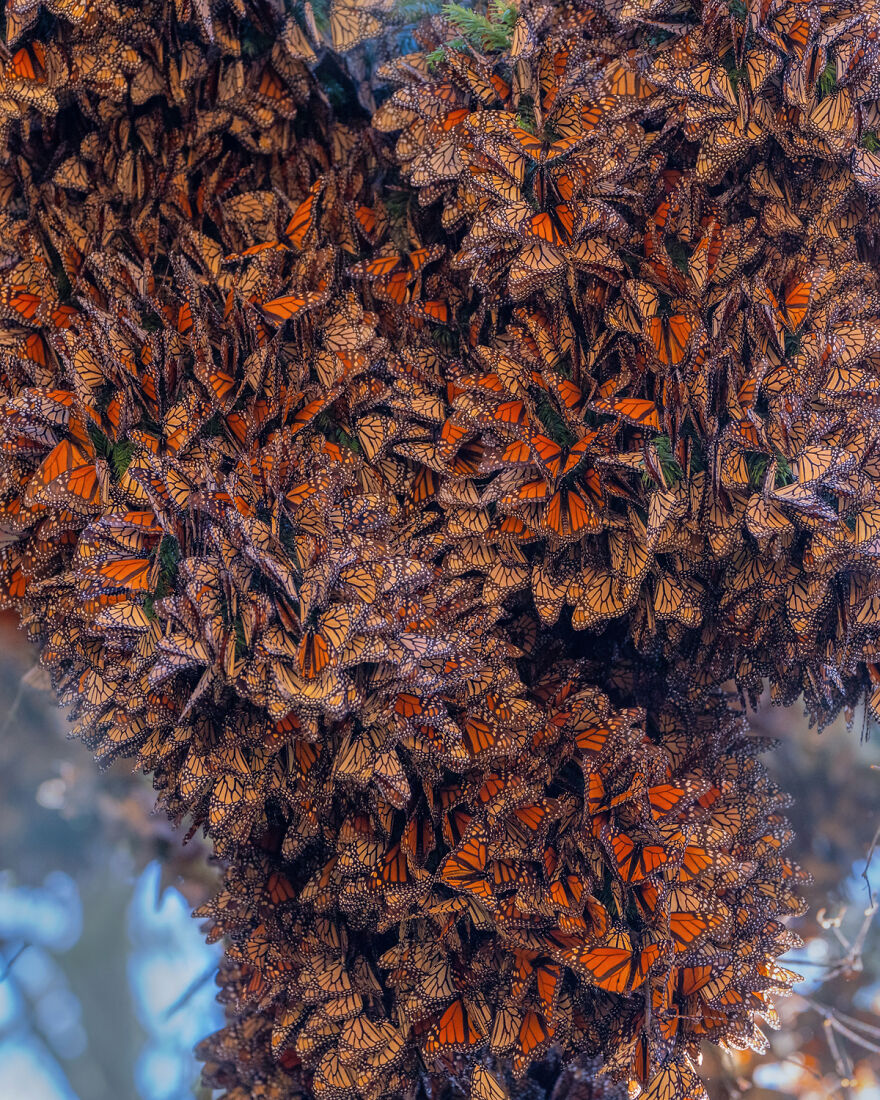 I Spent Several Days Among Hundreds Of Thousands Of Butterflies In Mexico