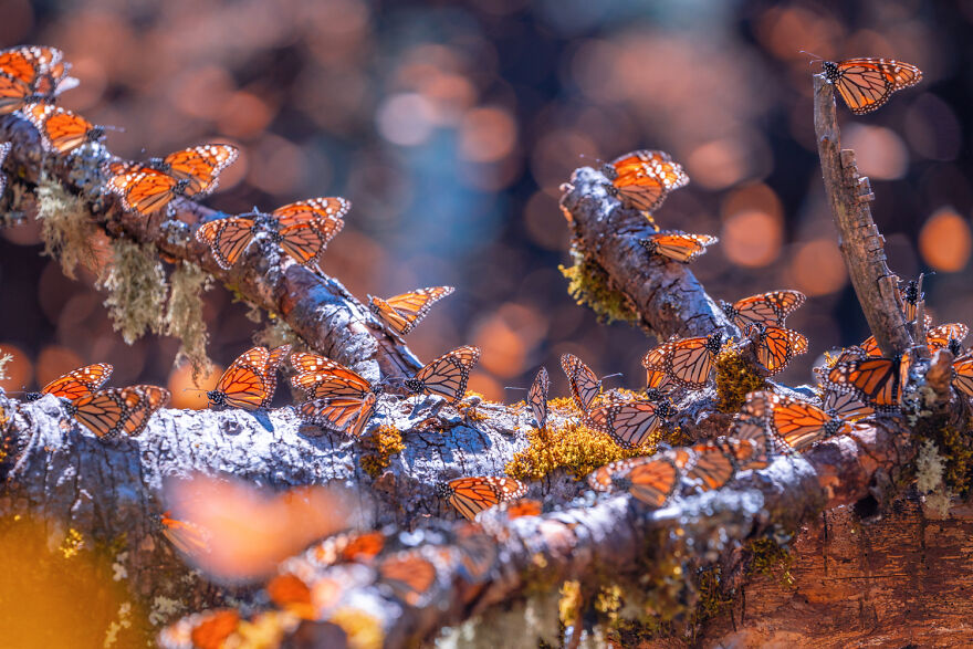 I Spent Several Days Among Hundreds Of Thousands Of Butterflies In Mexico
