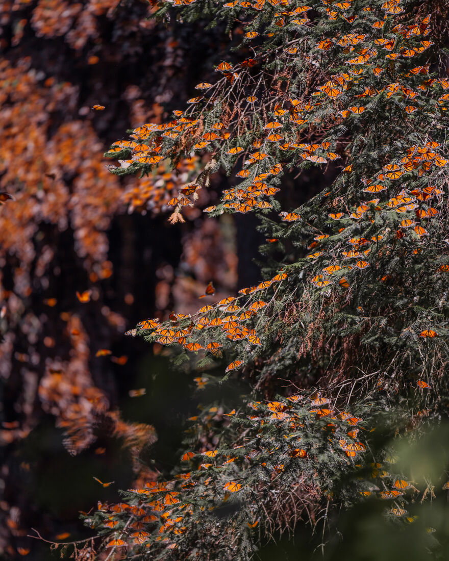 I Spent Several Days Among Hundreds Of Thousands Of Butterflies In Mexico