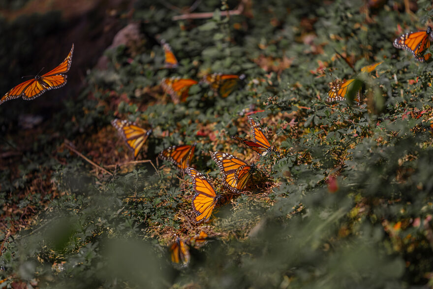 I Spent Several Days Among Hundreds Of Thousands Of Butterflies In Mexico