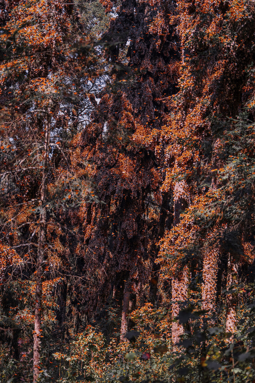 I Spent Several Days Among Hundreds Of Thousands Of Butterflies In Mexico