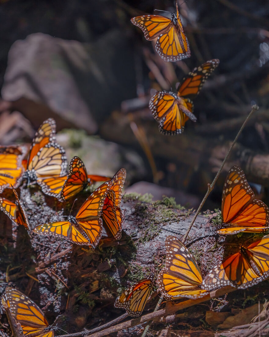 I Spent Several Days Among Hundreds Of Thousands Of Butterflies In Mexico