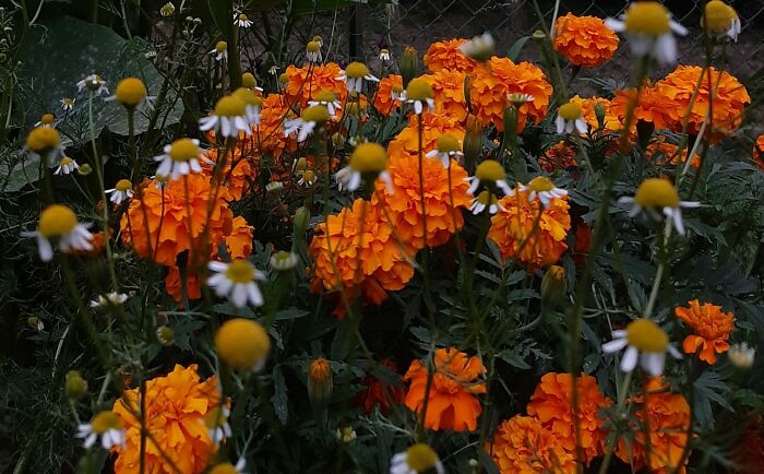 Marigolds And Chamomile At Dusk In The Vegetable Garden