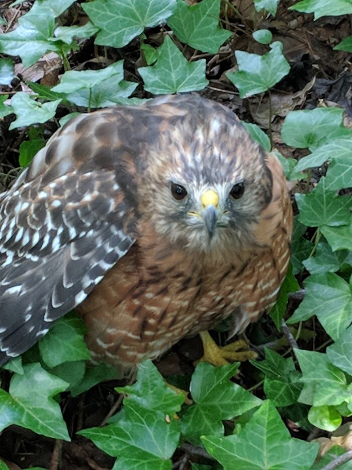 Hawky - Rescued And Released In My Yard After Rehab