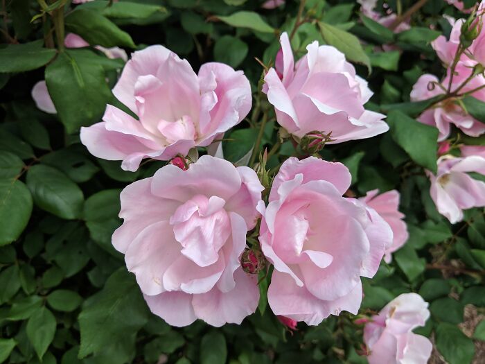 Roses At The Mailbox