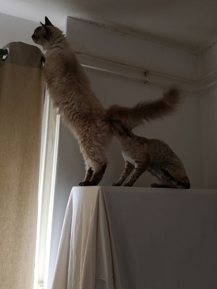 Hmm This Meownocular Is Broken...