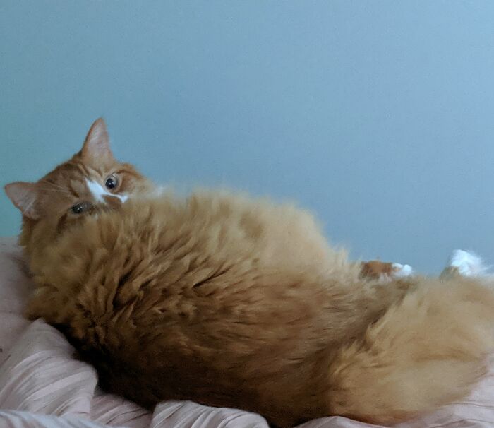 Floof Of Biscuits