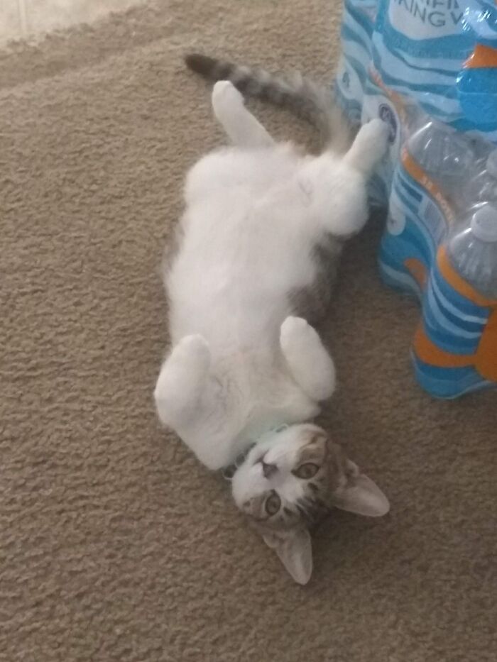 My Ripley- She Was Feral Caught And This Was When I Finally Became Worthy To Pet Her Belly