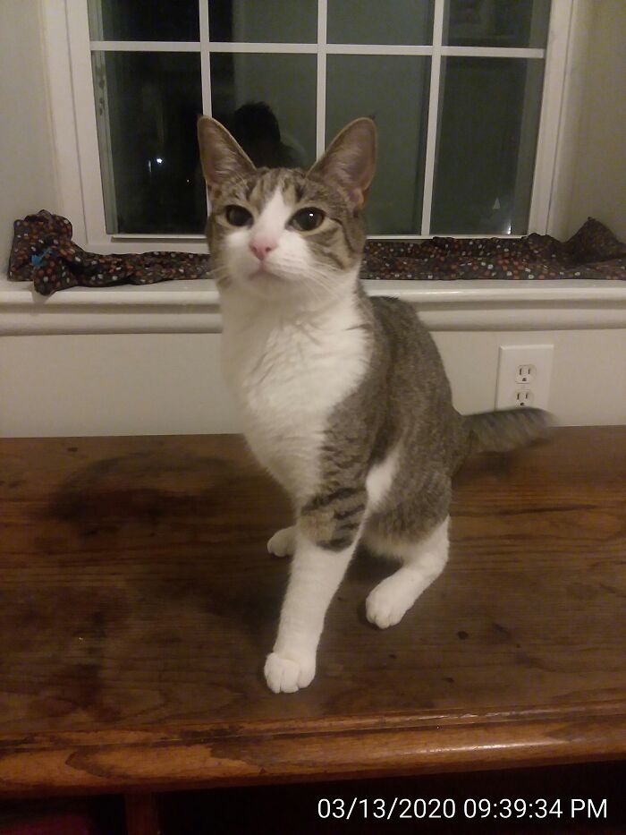 My Tripod Summer Kitty