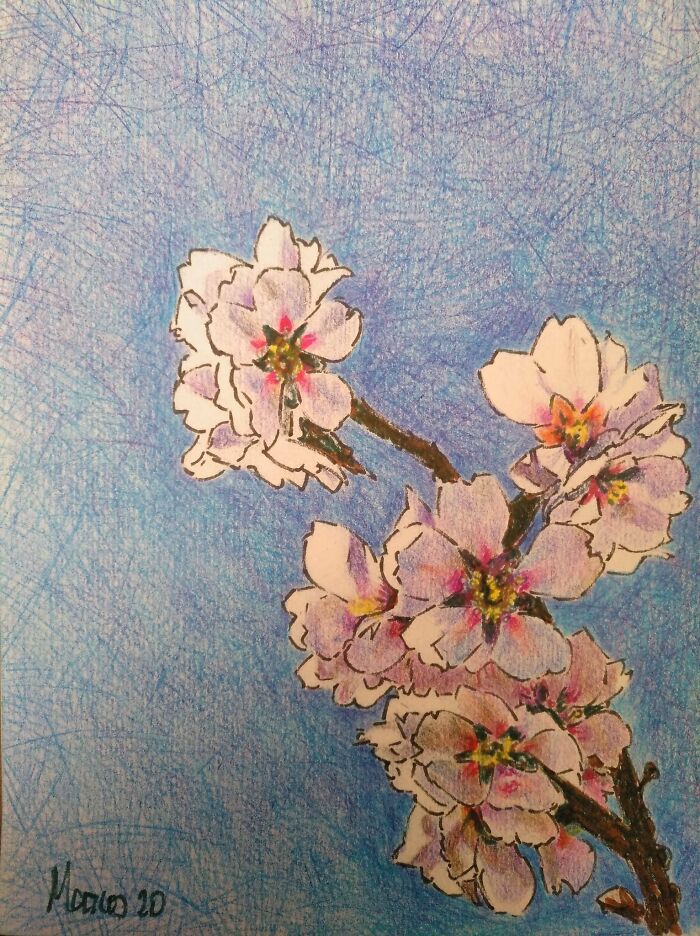 Almond Blossom In Southern Spain