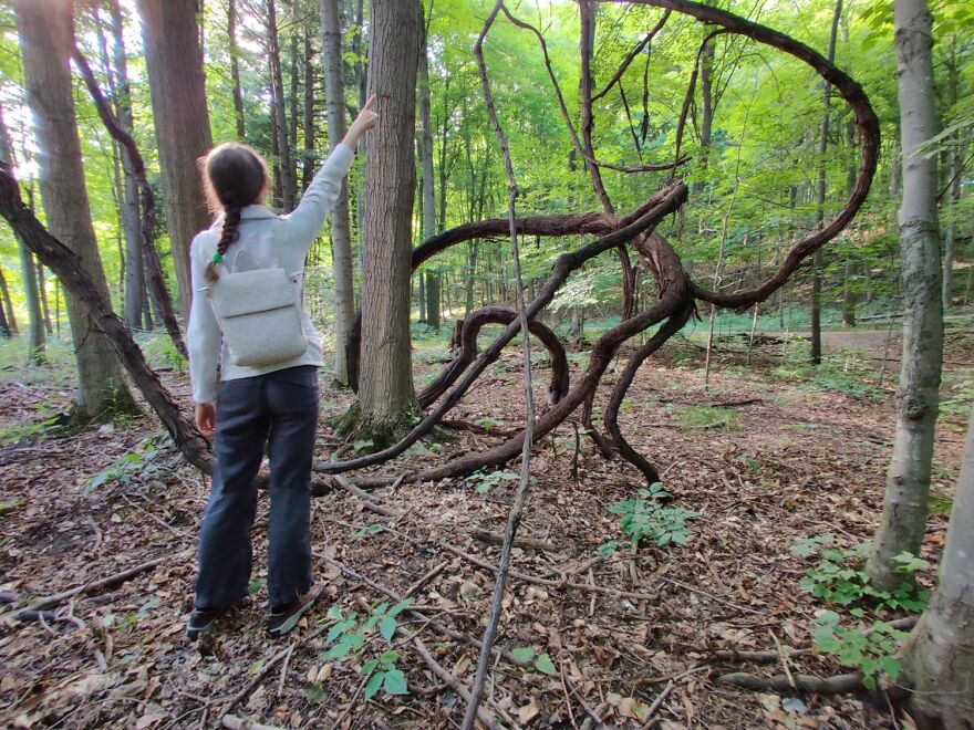 I Turned A Forest Vine Into Rainbow Art