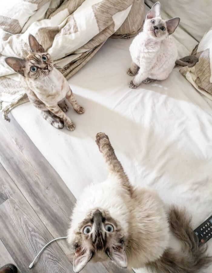 Who's Guilty? Why? What? How? It's A Meowstery...