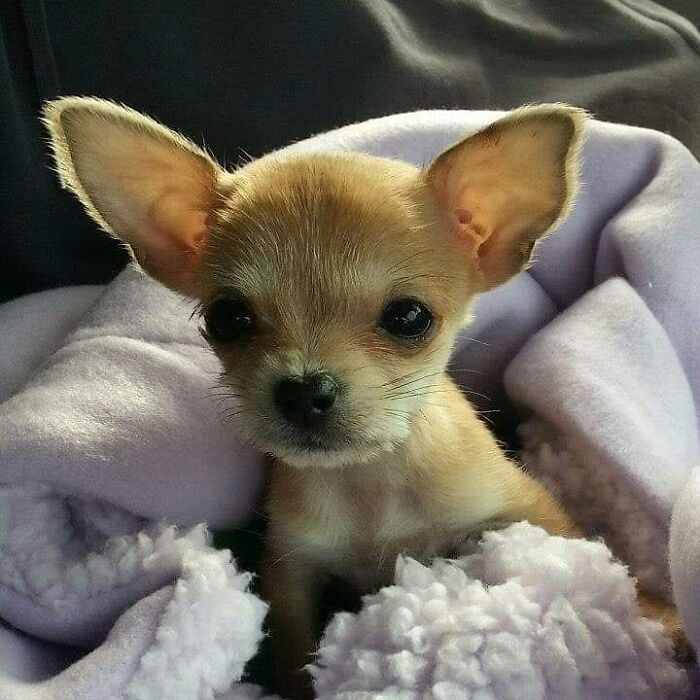 My Chihuahua/Yorkshire Terrier Missy At A Whopping 15 Ounces. She Is Now 91/2 And Still Has Those Ears.