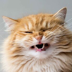 amayarichardson-student avatar