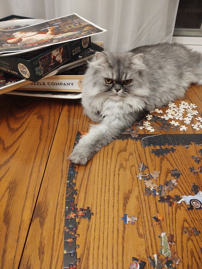 Jinx Helpful With The Puzzle