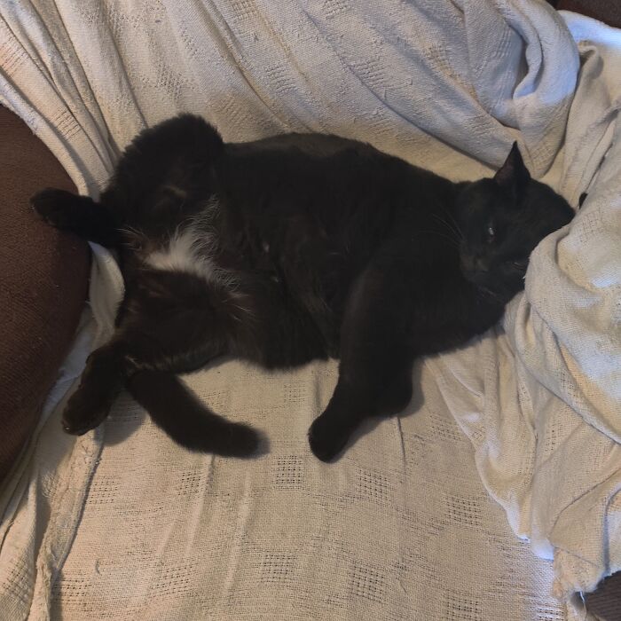Midnight Fat A$$, In Her Normal Pose. She Walked Up To Me As A Kitten 2 Years Ago And Never Leaves My Side When I'm Home.