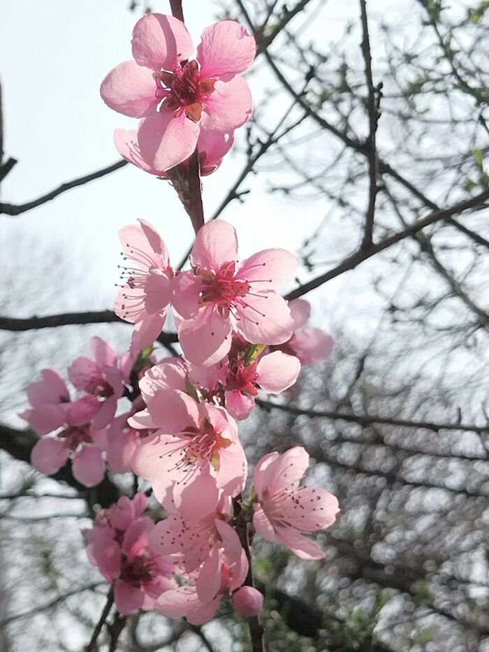 First Blossoms In The Valley