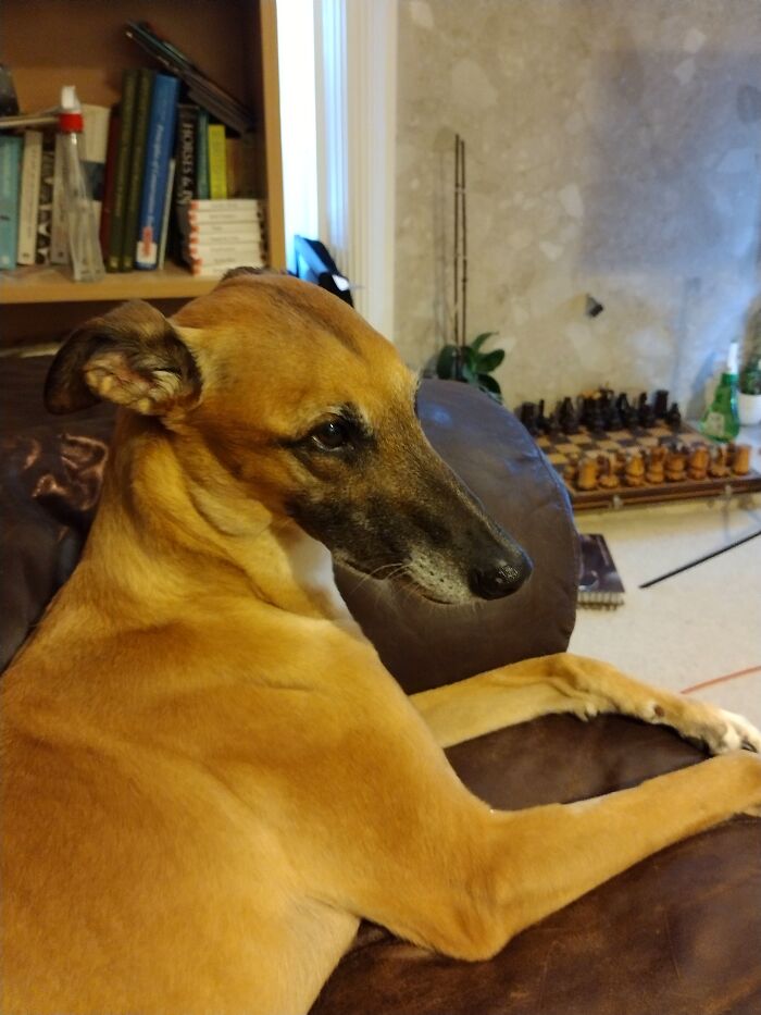 Lyra. The Love Of My Life