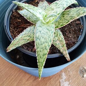 maryswisher13 avatar