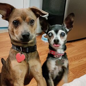 cynthiamendez317 avatar