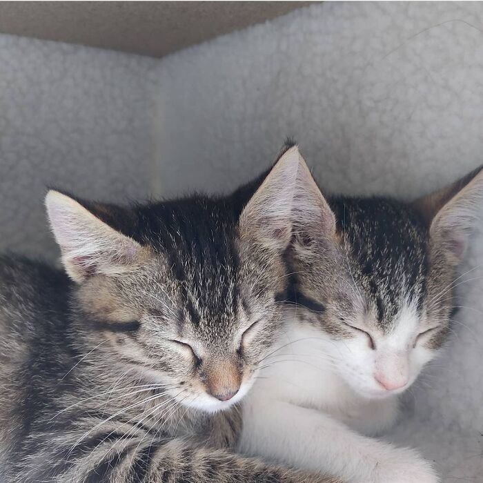My Cats Romeo (Left) And Rebelle (Right), 2 Months Old