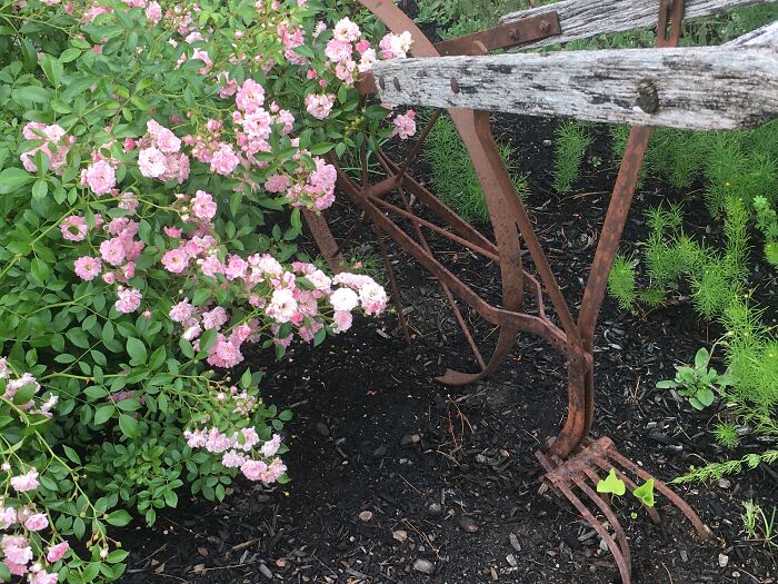 Antique Hand Plow And Fairy Rose Bush