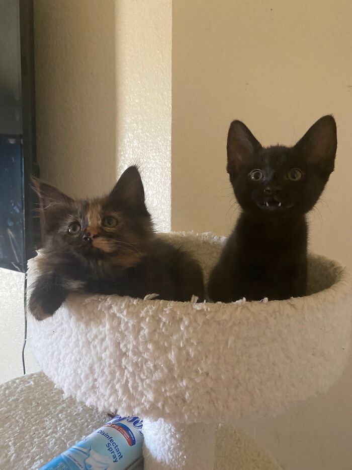 Niko And Dexter. This Is The "Do You Want Some Kittens?" Photo I Received From A Friend. These Little Siblings Won My Heart.