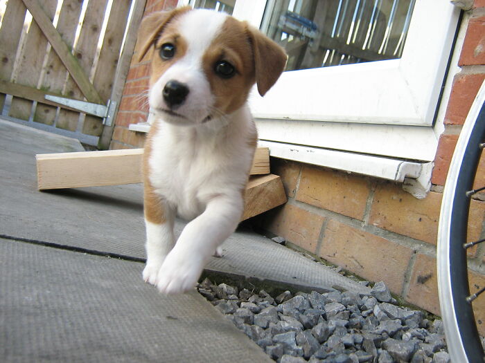 My Lilly At 7 Weeks Old Discovering Her New Home 13 Years Ago