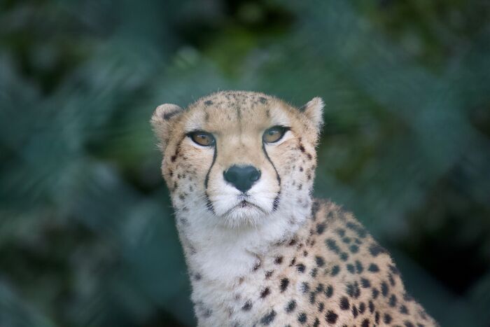 Cheetah Reminding Me That But For The Fence I'd Be On The Menu (Fota, Cork)