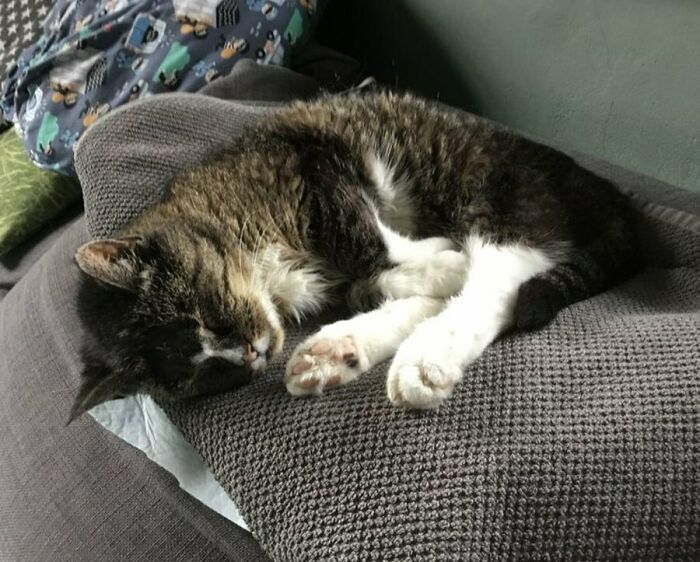 This Is My Old Girl Ida (She's Around 17) Fast Asleep On Her Throne