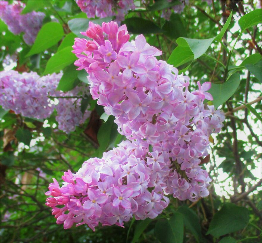 I Take Photos Of Flowers And Plants Around My City Every Summer