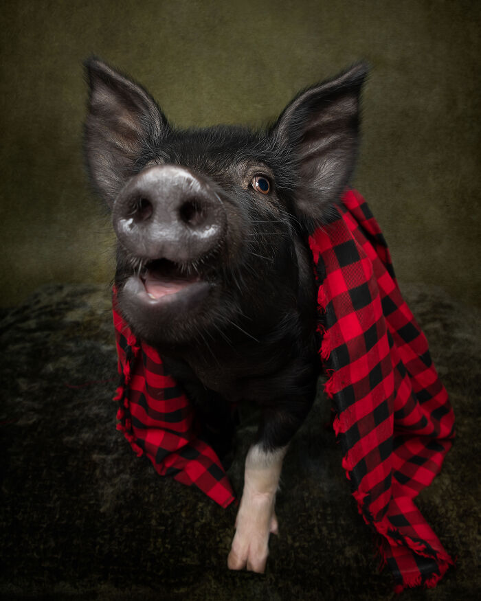 The Red Carpet Strut