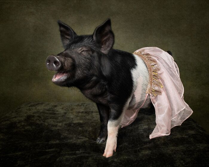 The Renaissance Pig