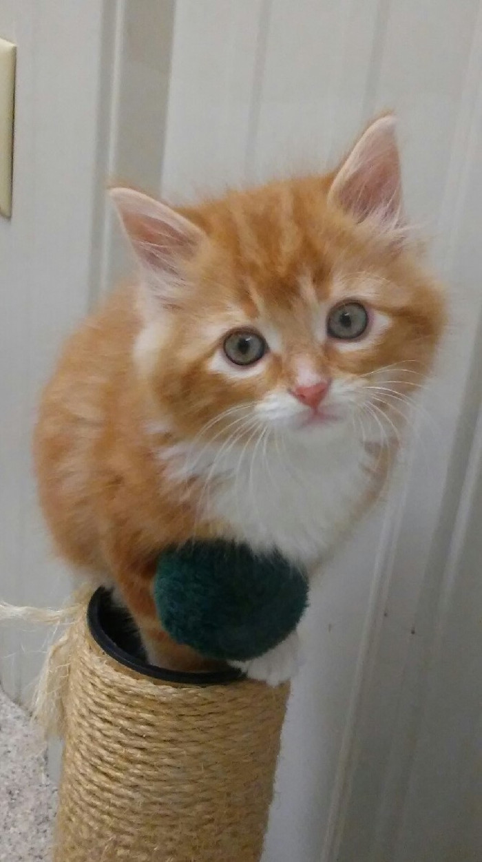 Loki As A Bright Eyed Kitten.