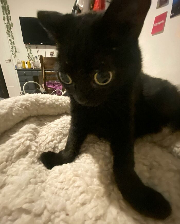 Black Cat With Huge Eyes And Paws Named Mayor Of Town Called Hell Black Cat With Huge Eyes And Paws Named Mayor Of Town Called Hell