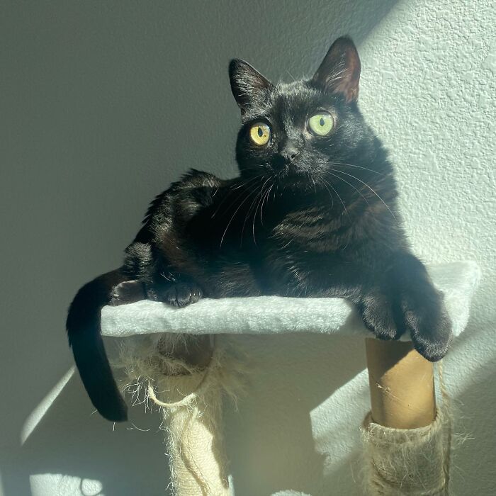 Black Cat With Huge Eyes And Paws Named Mayor Of Town Called Hell Black Cat With Huge Eyes And Paws Named Mayor Of Town Called Hell