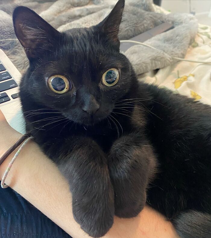 Meet Jinx, a black cat with thousands of fans online who has been officially named mayor of a town called Hell For A Day
