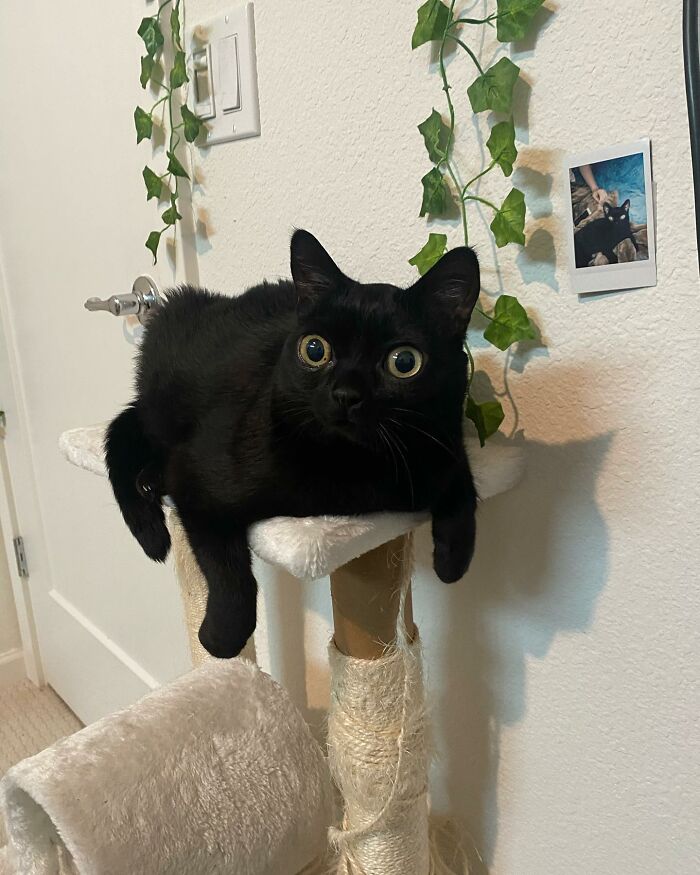 Black Cat With Huge Eyes And Paws Named Mayor Of Town Called Hell Black Cat With Huge Eyes And Paws Named Mayor Of Town Called Hell