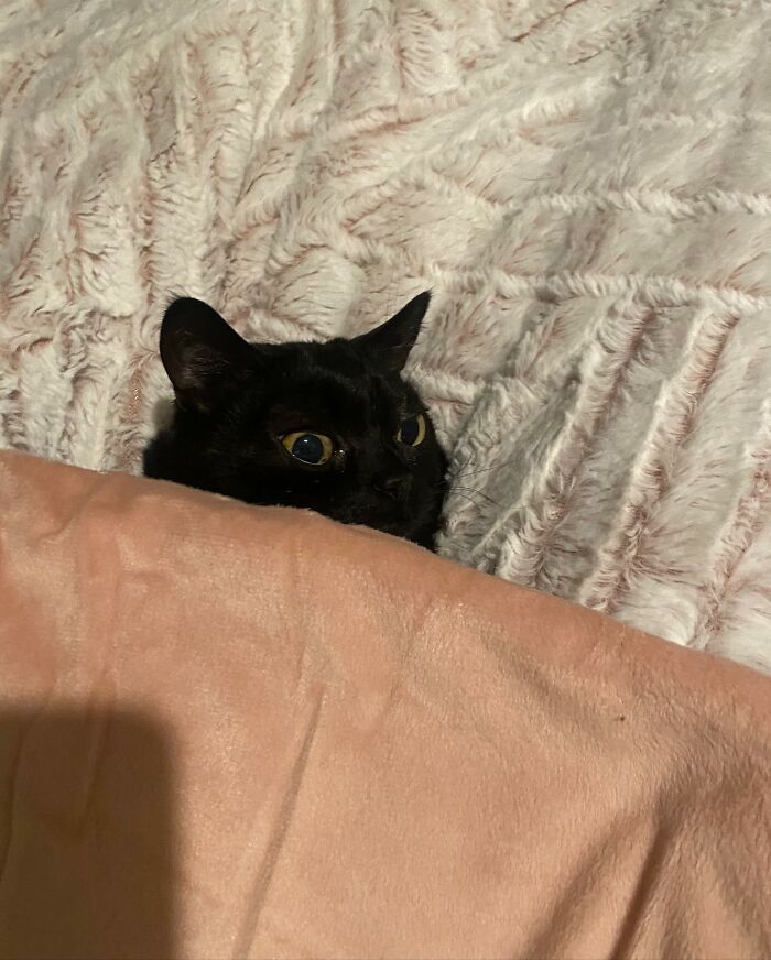 Black Cat With Huge Eyes And Paws Named Mayor Of Town Called Hell Black Cat With Huge Eyes And Paws Named Mayor Of Town Called Hell