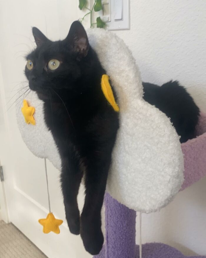 Black Cat With Huge Eyes And Paws Named Mayor Of Town Called Hell Black Cat With Huge Eyes And Paws Named Mayor Of Town Called Hell