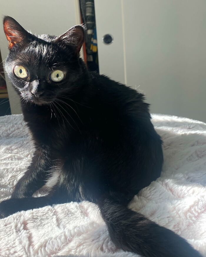 Black Cat With Huge Eyes And Paws Named Mayor Of Town Called Hell Black Cat With Huge Eyes And Paws Named Mayor Of Town Called Hell