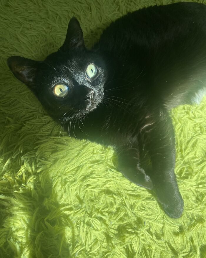 Black Cat With Huge Eyes And Paws Named Mayor Of Town Called Hell Black Cat With Huge Eyes And Paws Named Mayor Of Town Called Hell