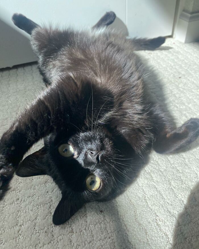 Black Cat With Huge Eyes And Paws Named Mayor Of Town Called Hell Black Cat With Huge Eyes And Paws Named Mayor Of Town Called Hell