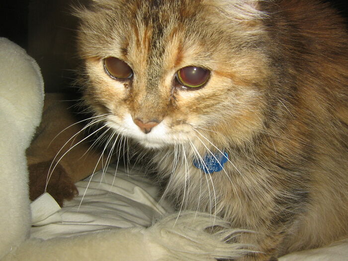 My Cat Ragamuffin After She Went Blind. She Lived To Age 18 And Passed Peacefully In Her Sleep