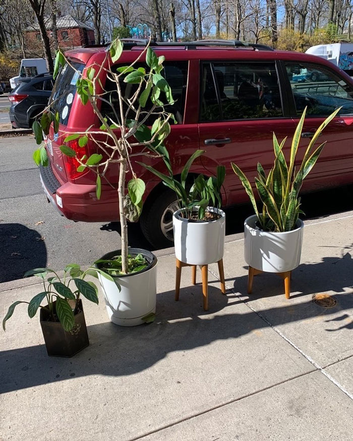 Plant Parents… Run!!! Cute Plants And Planters Outside 95 Eastern Parkway
