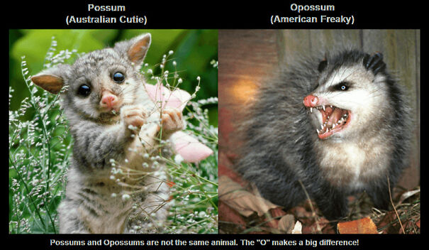 Opossum-and-Possum-6267ba98b726b-png.jpg