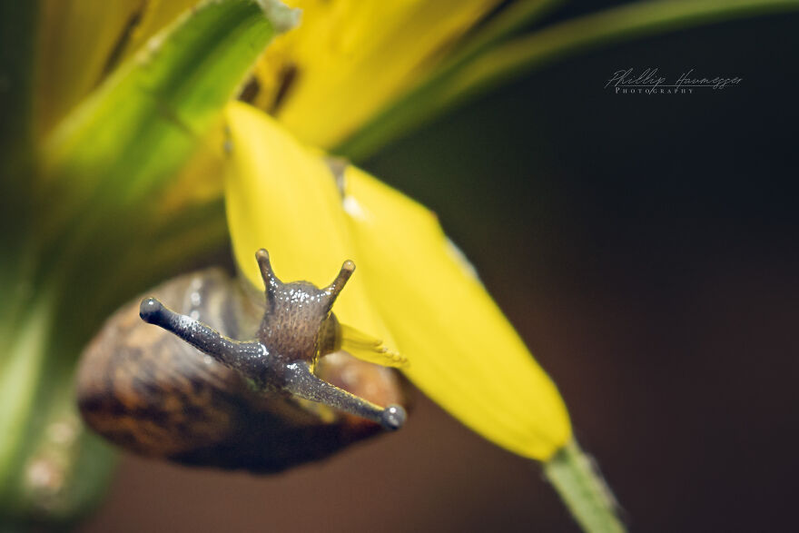 16 Photos Taken With My Homemade Macro Lens, And How To Make Your Own