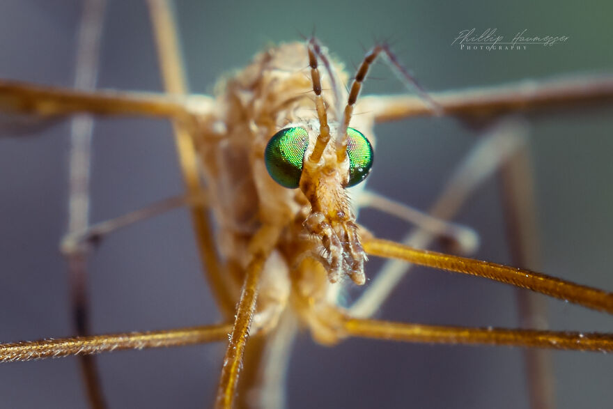 16 Photos Taken With My Homemade Macro Lens, And How To Make Your Own