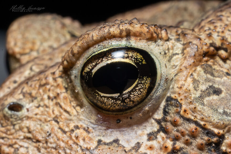 16 Photos Taken With My Homemade Macro Lens, And How To Make Your Own